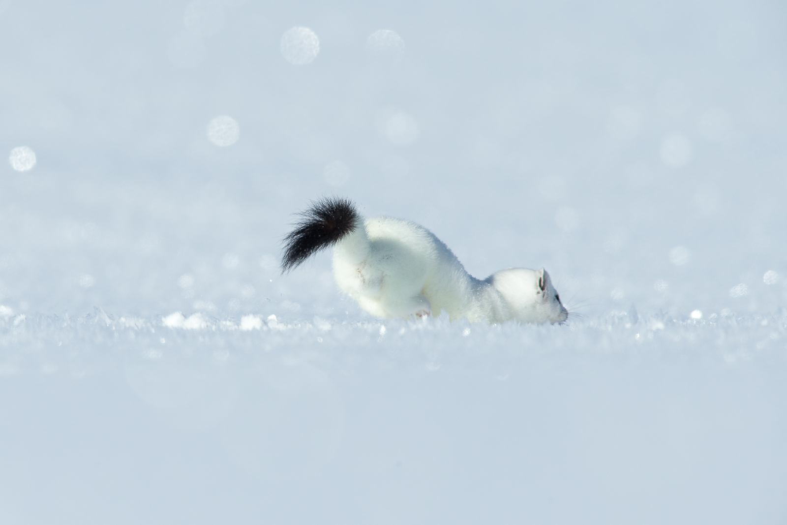 White Ermine 14